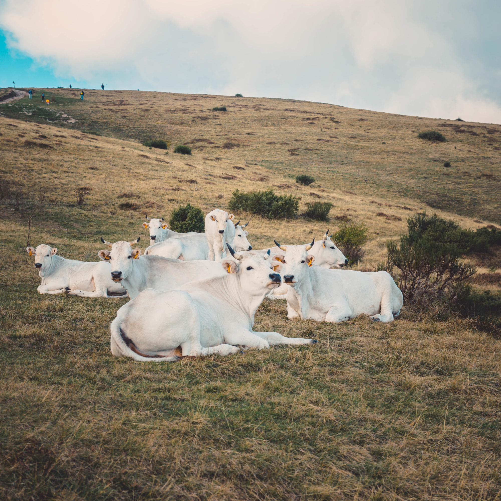 Línea Agroindustrial
